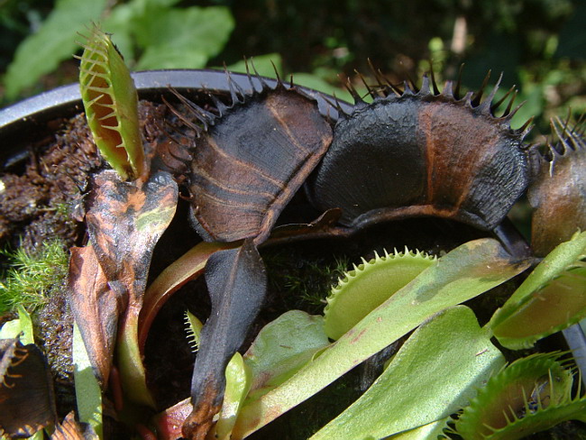 Pourquoi ma Dionaea Muscipula devient noire ? Causes et&nbsp;solutions