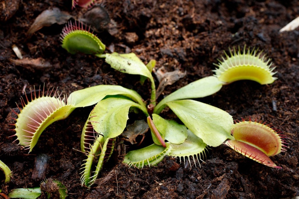 Dionaea Muscipula : guide complet&nbsp;d’entretien