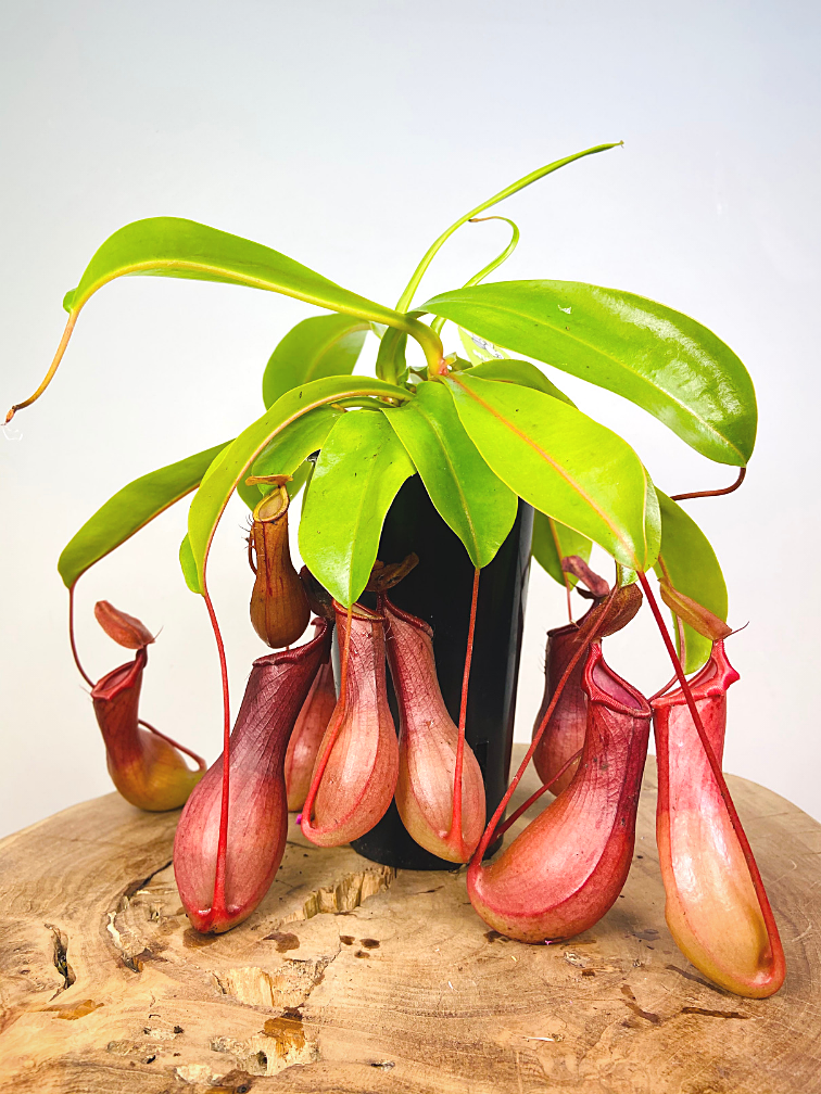 Nepenthes Alata : comment cultiver cette plante carnivore&nbsp;?