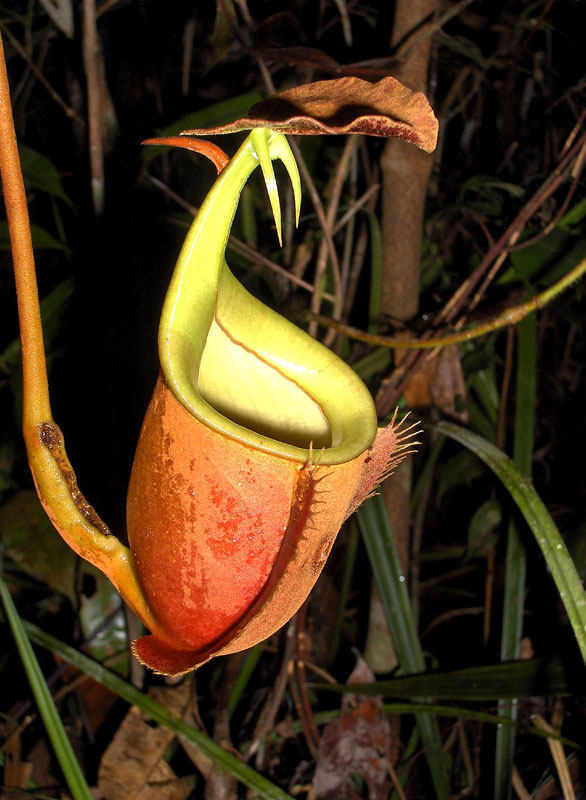 Nepenthes Bicalcarata : une plante carnivore fascinante aux crocs&nbsp;impressionnants