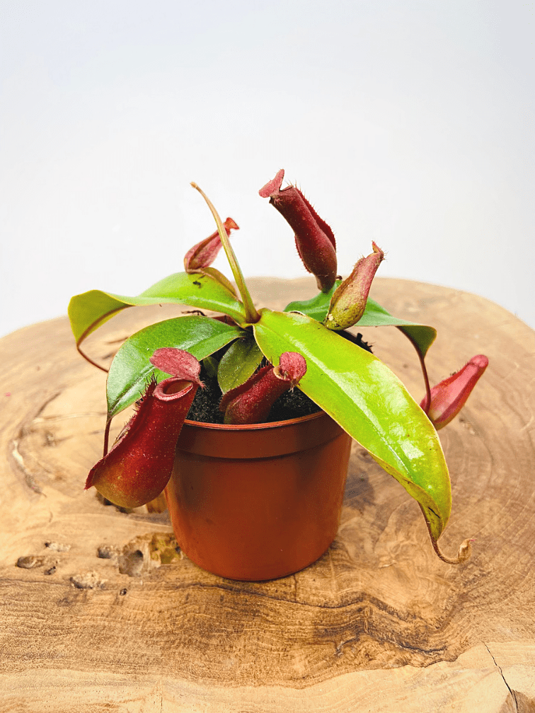 Nepenthes Bloody Mary : la plante carnivore aux urnes&nbsp;spectaculaires