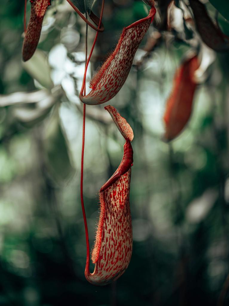 Nepenthes Gaya : comment bien s’en occuper&nbsp;?