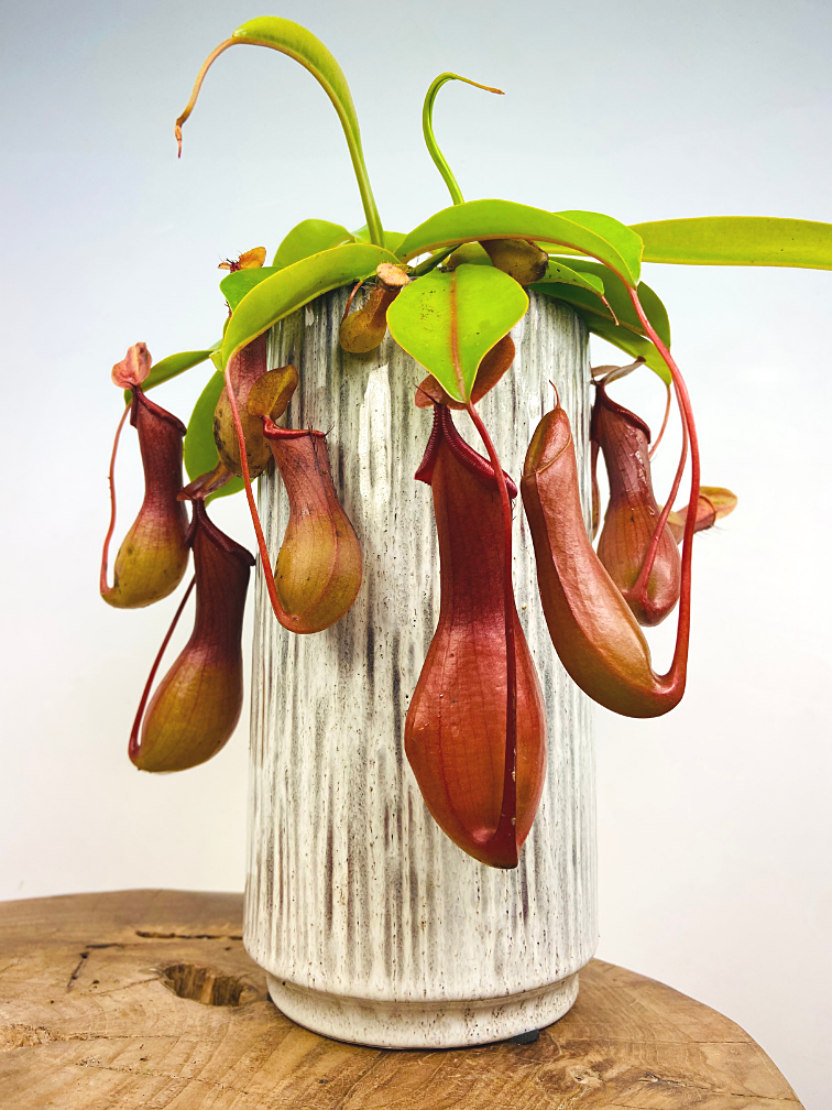 Nepenthes Géante : la plante carnivore aux pièges impressionnants🌿🦖