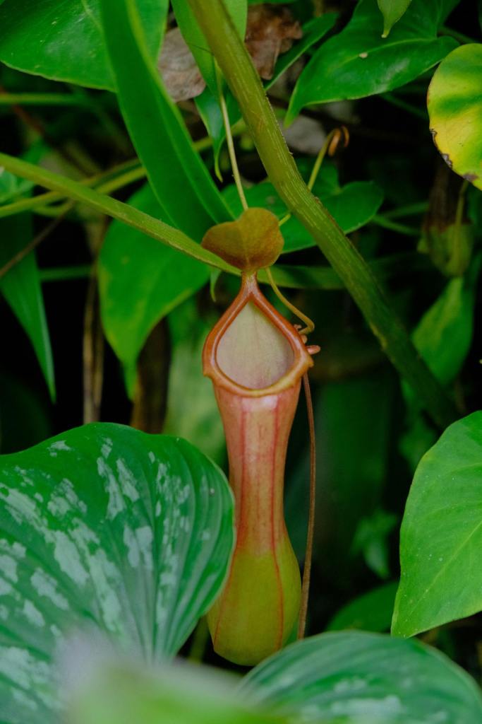 Nepenthes Mirabilis : comment bien s’en occuper&nbsp;?