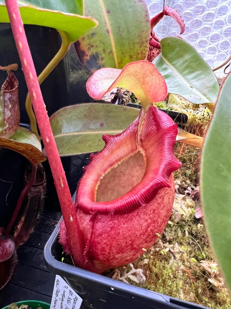 Nepenthes Rajah : la reine des plantes carnivores&nbsp;👑