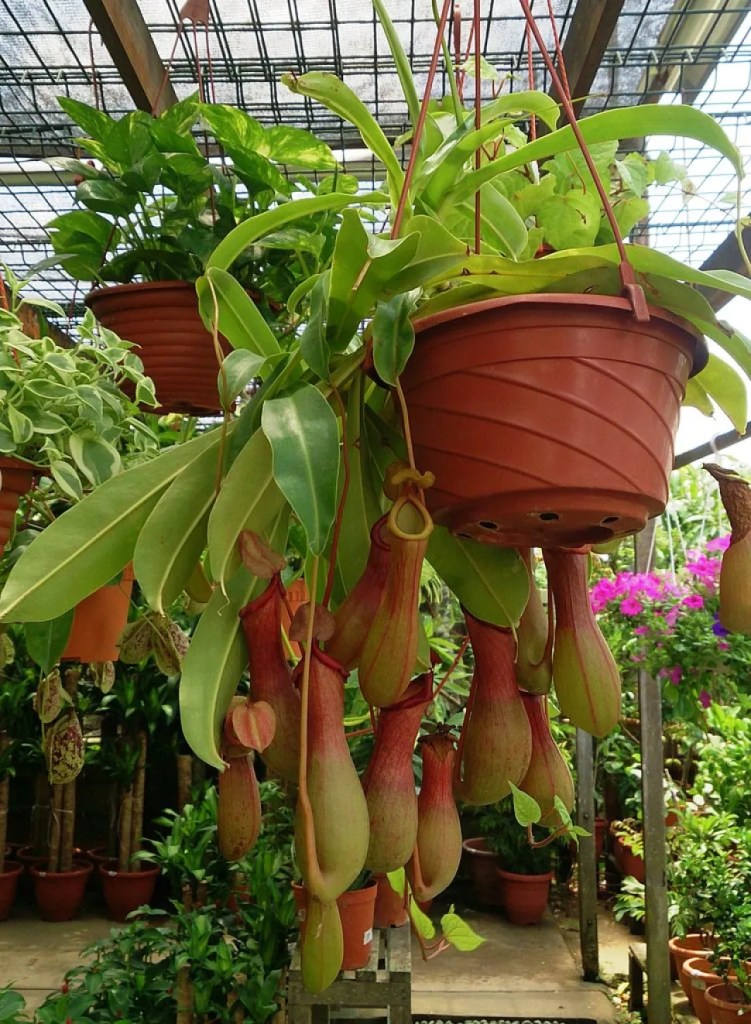 Nepenthes Ventrata : la plante carnivore idéale pour&nbsp;débuter