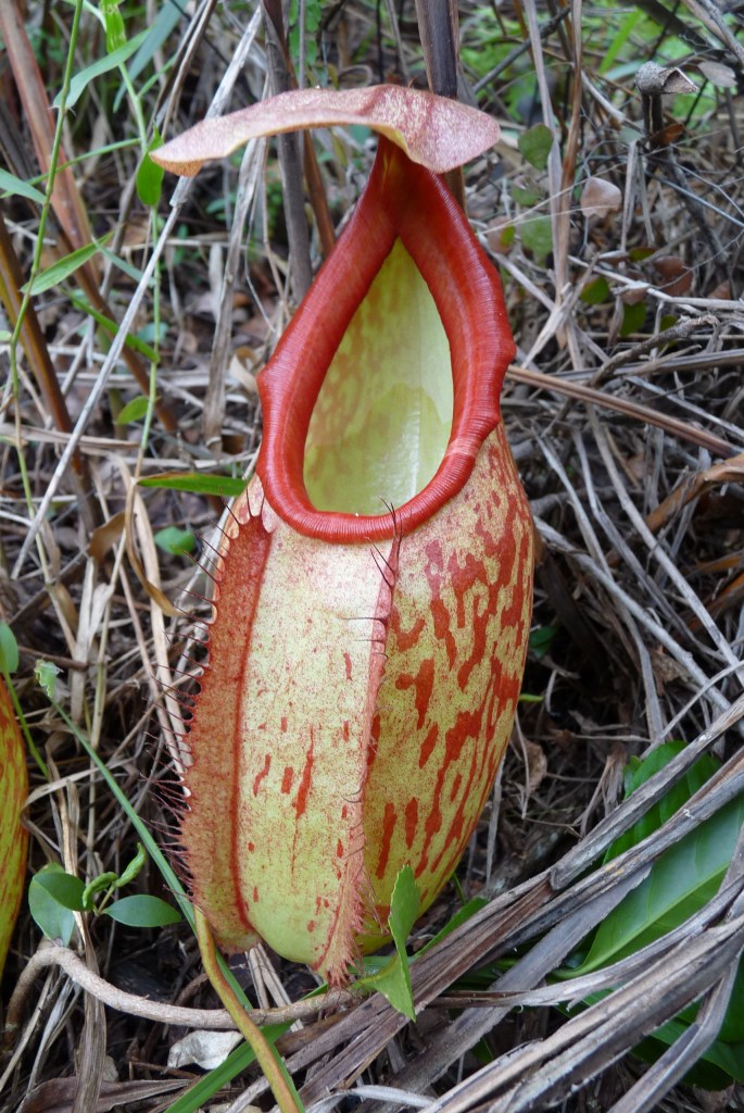 Nepenthes Holdenii : tout ce que vous devez savoir sur cette plante carnivore&nbsp;rare