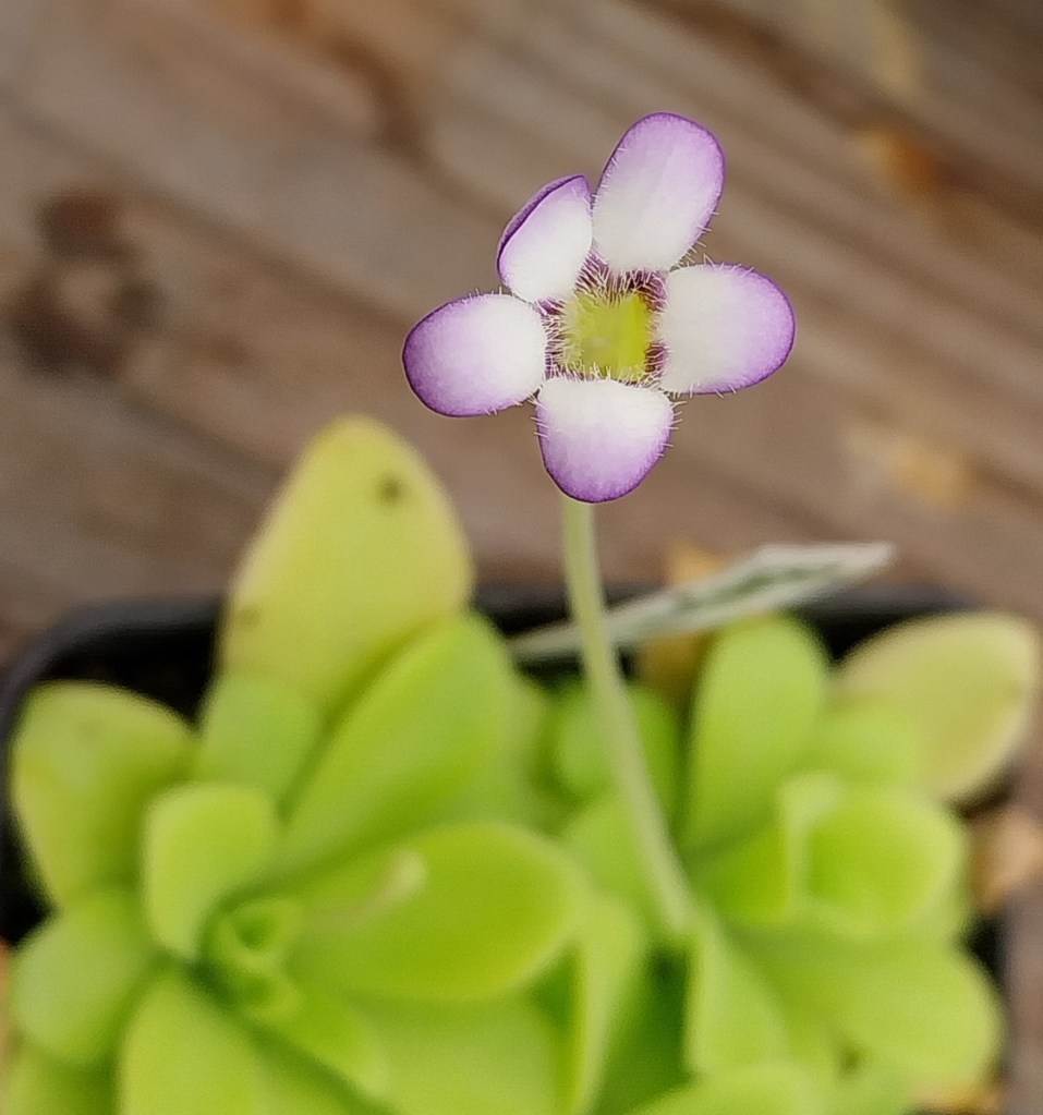 Pinguicula Agnata : ☀️ la plante carnivore facile et&nbsp;élégante