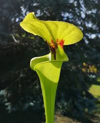 Sarracenia Flava : la plante carnivore au piège&nbsp;redoutable