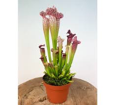 Sarracenia Leucophylla : une plante carnivore élégante et&nbsp;redoutable
