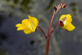 Utricularia Vulgaris achat : où la trouver et pourquoi elle se distingue des autres espèces&nbsp;?