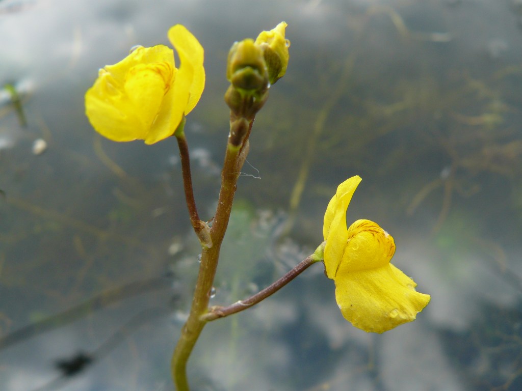 Utricularia Vulgaris Australis : la carnivore aquatique qui aime le soleil du&nbsp;sud